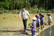 Sumsel Kejar Dua Besar Nasional Produksi Beras, Herman Deru Bidik 5 Juta Ton GKG