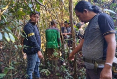 BKSDA Sumsel Cek Lokasi Serangan Beruang di Musi Rawas, Warga Diminta Waspada