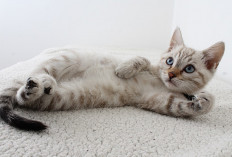 7 Keuntungan Ilmiah Memelihara Kucing di Rumah yang Terbukti Efektif