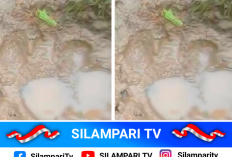 Viral Jejak Diduga Harimau di Musi Rawas, BKSDA Pastikan Bukan Milik Harimau