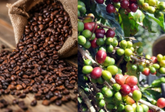 Pembiayaan Kopi Sumsel Tembus Rp 500 Miliar, Dorong Petani Naik Kelas ke Pasar Global
