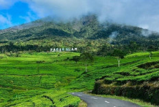 Asyik ! Gunung Dempo Resmi Dibuka Kembali , Saatnya Kembali Menyapa Negeri di Atas Awan