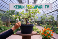 Wajib Tahu! 7 Cara Mencegah Rontok Bunga dan Buah Muda Tabulampot