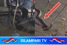 Heboh! Ular Kobra Panjang 2 Meter Masuk Rumah Petugas Damkar di Lubuklinggau