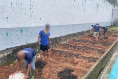 Perawatan Maksimal, Petugas Lapas Muara Beliti Laksanakan Penaburan Pupuk Secara Berkala