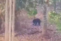Heboh! Beruang Muncul di Kebun Warga Lubuklinggau, Warga Diminta Waspada