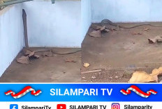 Heboh! Ular King Kobra Berkeliaran di Kawasan Wisata Watervang Lubuklinggau