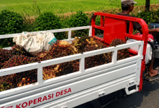 Kades Mataram Tegaskan Motor Roda Tiga yang Angkut Sawit Bukan Milik KDMP Desa