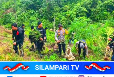 Polres Empat Lawang Temukan Ladang Ganja Tersembunyi di Perkebunan Kopi