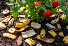 Jangan Dibuang! Kulit Pisang Ternyata Bisa Jadi Pupuk Organik Ampuh untuk Tanaman