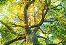 Disebut di Al-Qur’an, Tanaman Ini Bikin Warga Arab Berbondong-bondong ke Indonesia