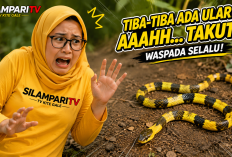 5 Cara Mengenali Ular Berbisa dan Tidak Berbisa, Penting untuk Keselamatan Keluarga