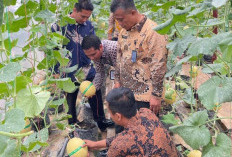 Sinergi Ketahanan Pangan, Lapas Narkotika Muara Beliti Ikut Panen Raya Melon Inhalton