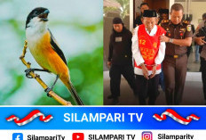 Ambil 5 Burung Cendet di Kawasan Konservasi, Kakek Masir Dituntut 2 Tahun