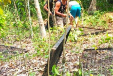 Perangkap Sudah Dipasang, Beruang Madu di Lubuklinggau Masih Misterius