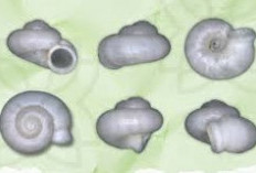 BRIN Temukan Spesies Baru Keong Darat Endemik Sumatera Selatan