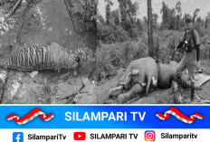 Harimau Sumatera dan Induk-Anak Gajah Ditemukan Mati di Bengkulu