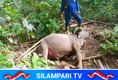 Serangan Harimau Berulang, Warga Muratara Hidup dalam Ketakutan