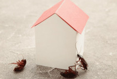 7 Cara Efektif Mencegah Hama Masuk ke Rumah, Nomor 3 Sering Diabaikan!