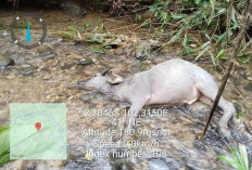 Teror Harimau di Muratara, 17 Kerbau Jadi Mangsa dan Warga Ketakutan ke Kebun