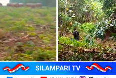 Masuk Sejak Pagi, Kawanan Gajah Liar Buat Warga Tri Anggun Jaya Takut ke Kebun