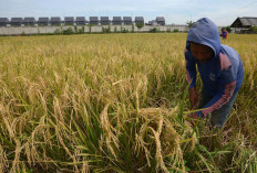 Petani Sumsel Keluhkan Minimnya Pupuk Subsidi, Produksi Padi Justru Lebih Tinggi dari Lampung