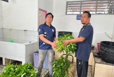 Panen Raya Kangkung Jadi Bukti Keberhasilan Program Pembinaan di Lapas Muara Beliti