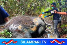 Kasus Gajah Sumatera Mati Tanpa Kepala di Pelalawan Terkuak dari Bau Menyengat