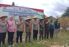Panen Raya Jagung Serentak Bersama Kapolri, Lubuklinggau Sumbang 15 Ton dari Lahan 3 Hektare