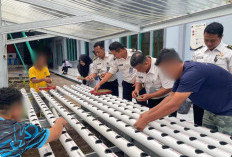 Perawatan Intensif Sawi Hidroponik, Lapas Narkotika Muara Beliti Dorong Kemandirian Warga Binaan