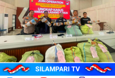 Terbongkar! Ladang Ganja 3 Hektare di Empat Lawang, Bandar Utama Ditangkap