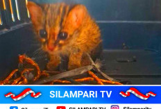 Terpisah dari Induk, Anak Kucing Kuwuk Ditemukan di Lahan Bekas Kebakaran Ogan Ilir