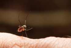 Kasus DBD di Sumsel Tembus 687, Empat Warga Dilaporkan Meninggal Dunia