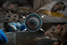 Mengenal Andes Virus, Jenis Hantavirus yang Disebut Bisa Menular Antar Manusia