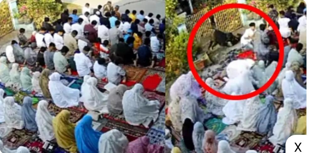 Viral Sapi Ngamuk Terobos Shaf Jemaah Salat Idul Adha