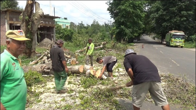 DLH Lakukan Penebangan Pohon Untuk Keselamatan