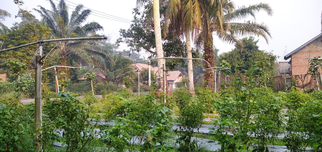 Canggih, Petani Musi Rawas Ciptakan Alat Penyiraman Otomatis