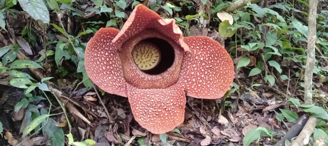 Rafflesia Arnoldi Kembali Mekar di KM 51