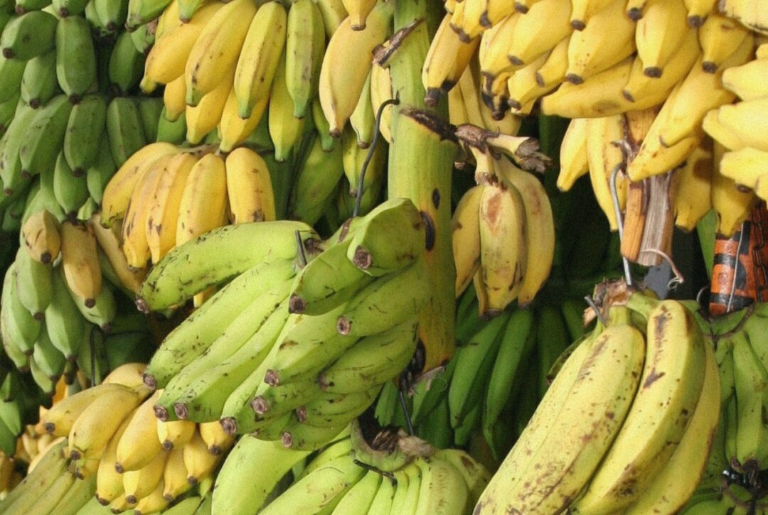 Manfaat Buah Pisang Bagi Kesehatan Tubuh